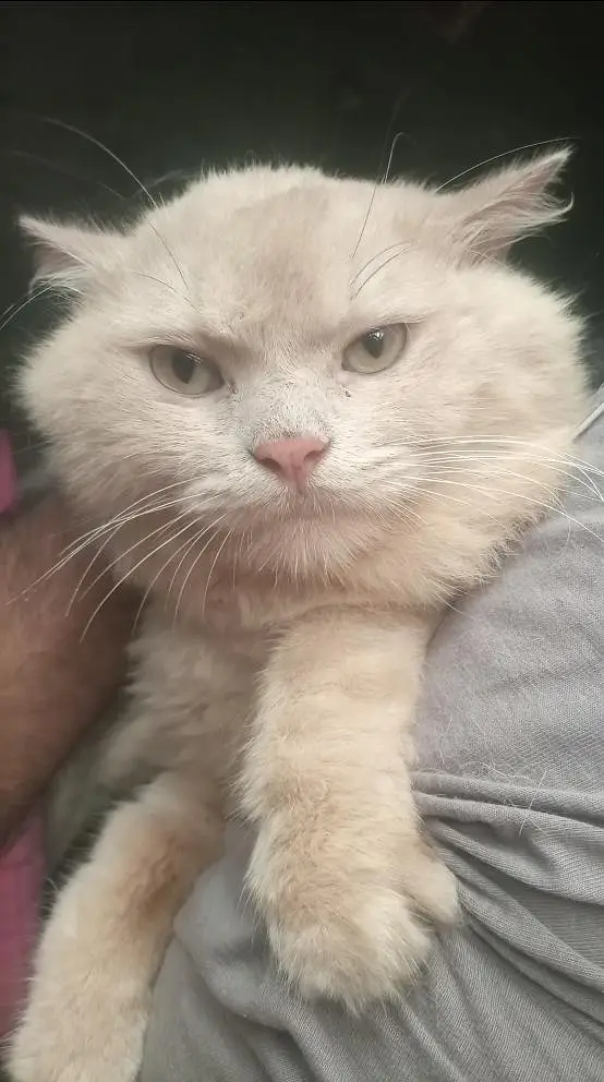 Percian Male Cat for sale — photo 3