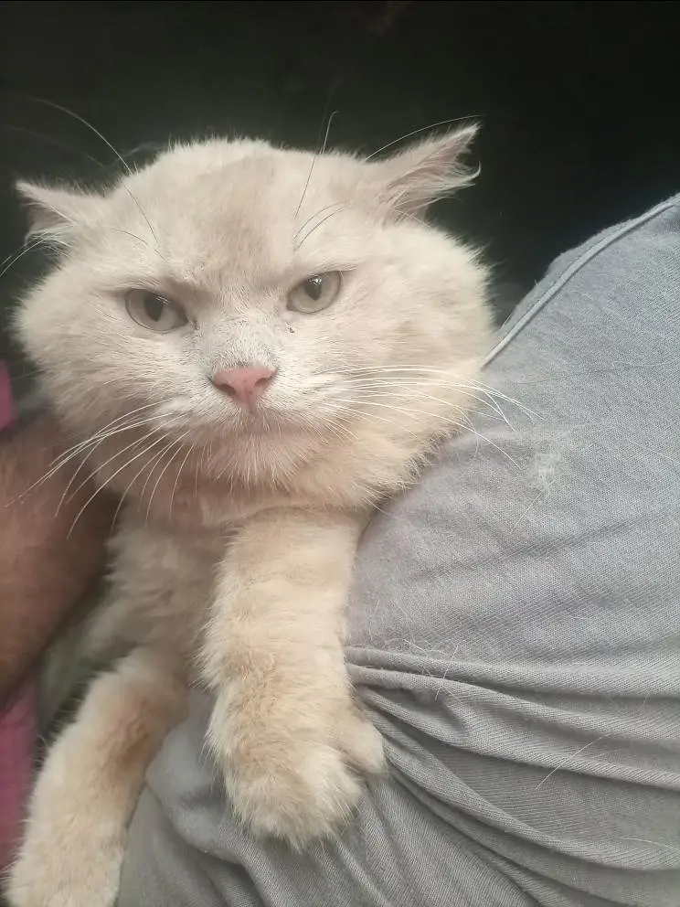 Percian Male Cat for sale — photo 4