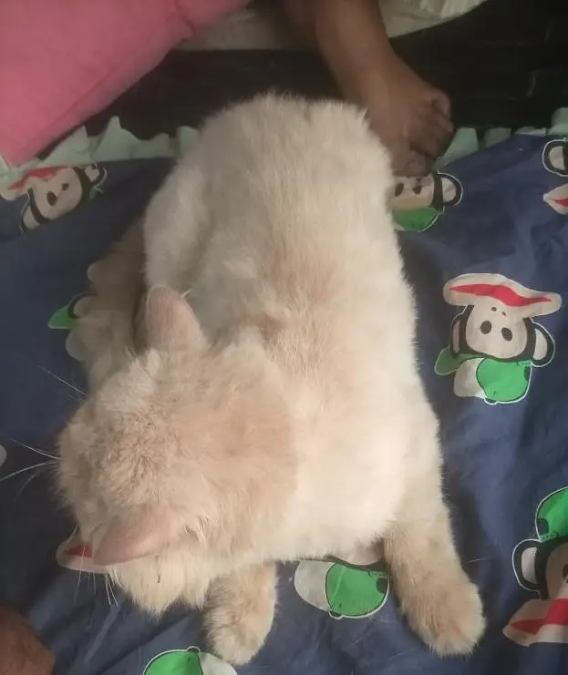 Percian Male Cat for sale — photo 5