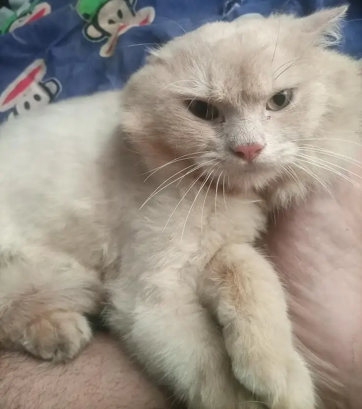 Percian Male Cat for sale — photo 6