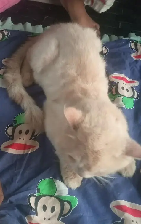 Percian Male Cat for sale — photo 7