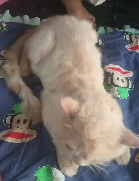 Percian Male Cat for sale — photo 8