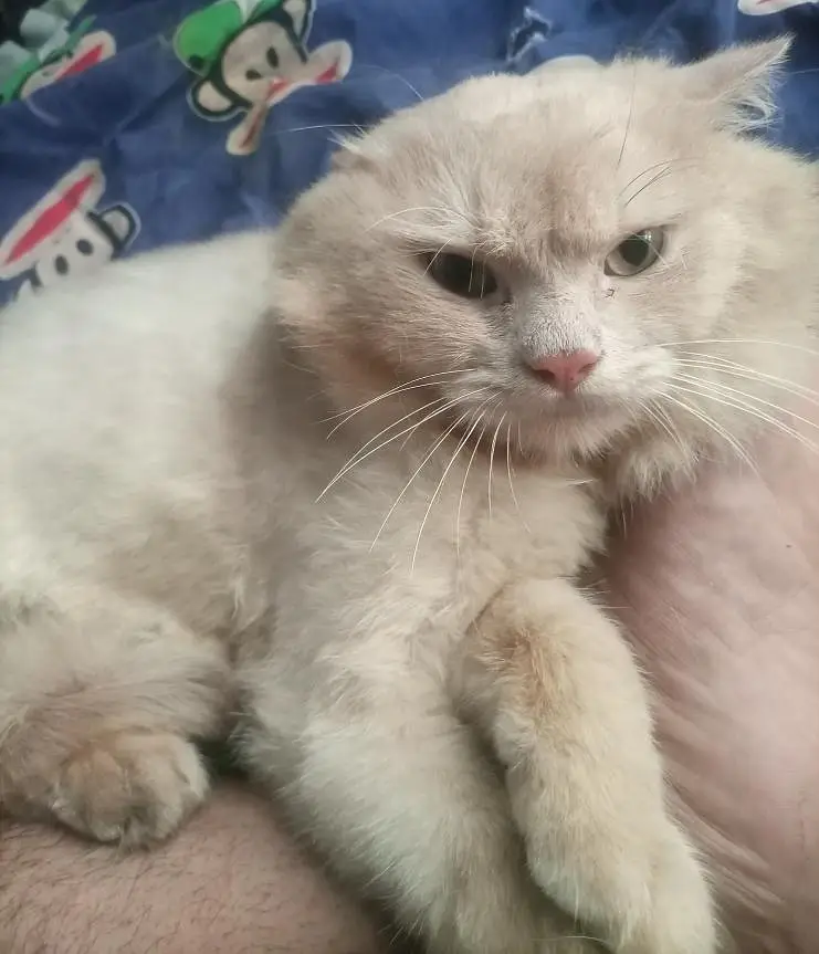 Percian Male Cat for sale — photo 9