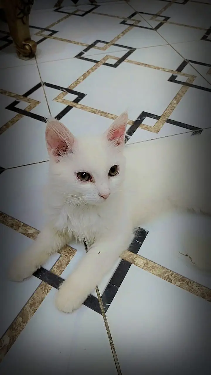 Persion cats — photo 3
