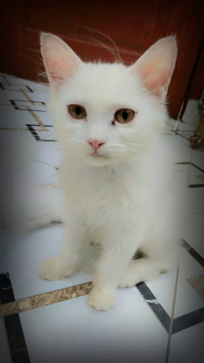 Persion cats