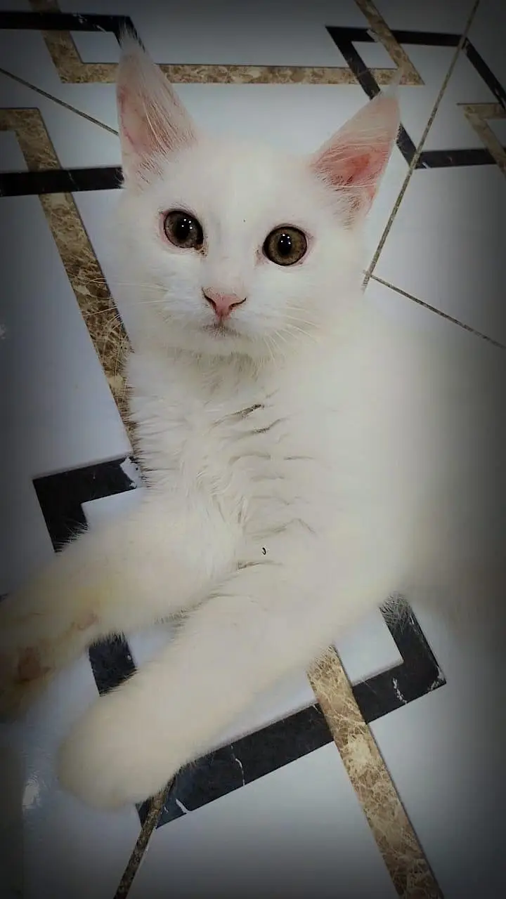 Persion cats — photo 2