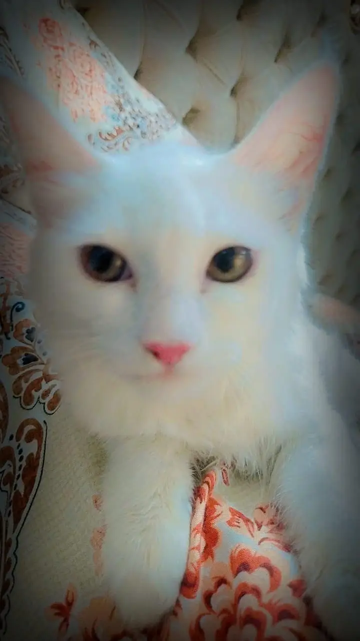 Persion cats — photo 4