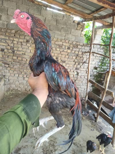 2 asel murga for sal