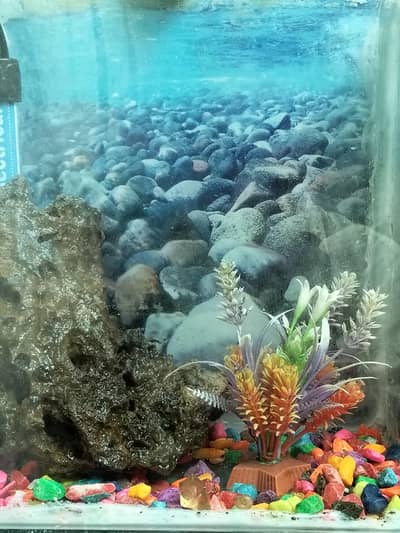 Mini Aquarium Fish Tank with Dual Pump, Heater and Fish Food