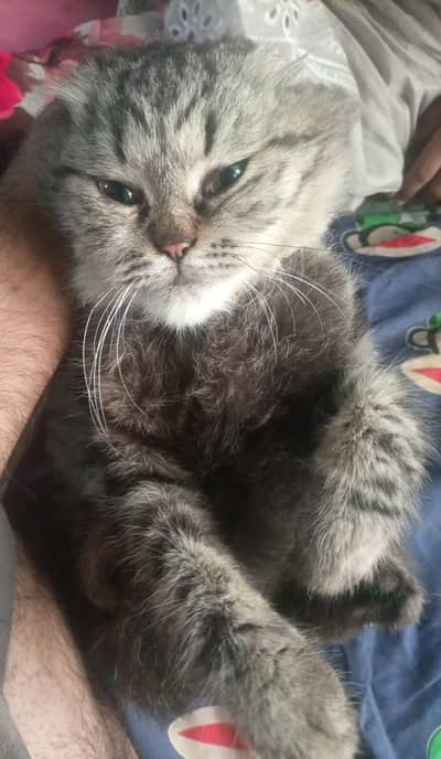 Persian Female cat for sale