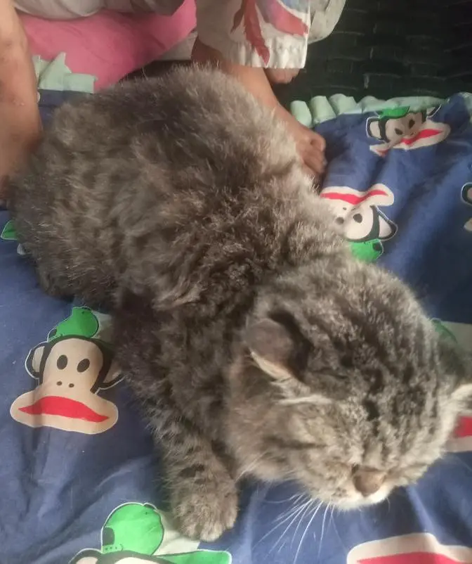Persian Female cat for sale — photo 2