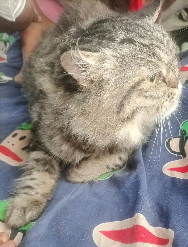 Persian Female cat for sale — photo 3