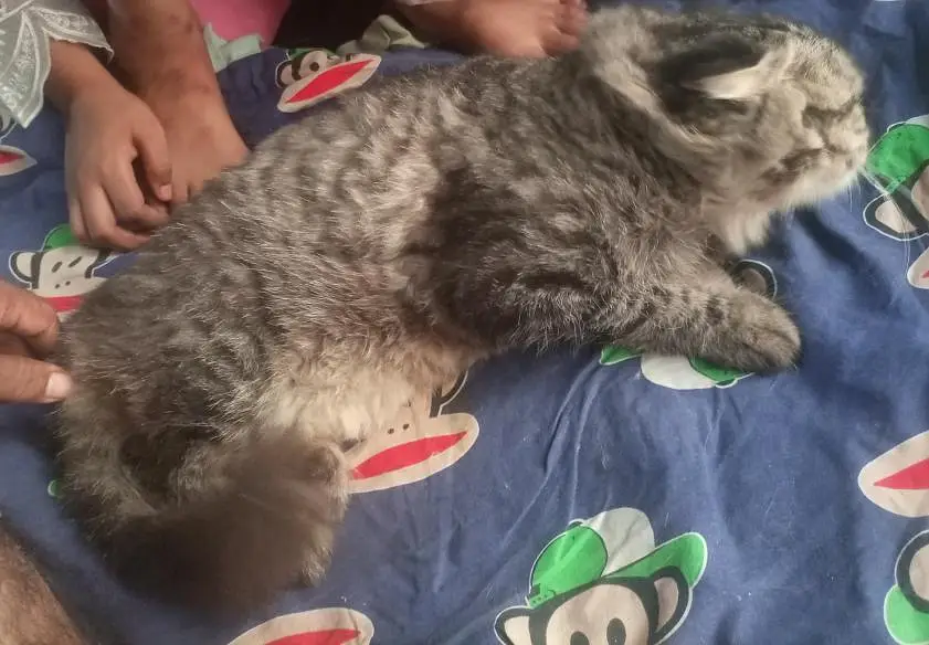 Persian Female cat for sale — photo 4