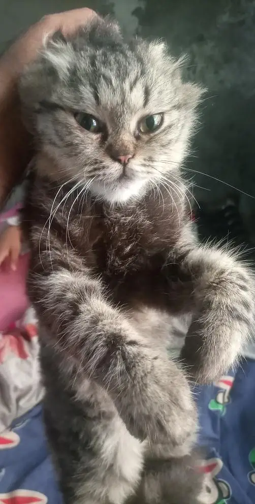Persian Female cat for sale — photo 5