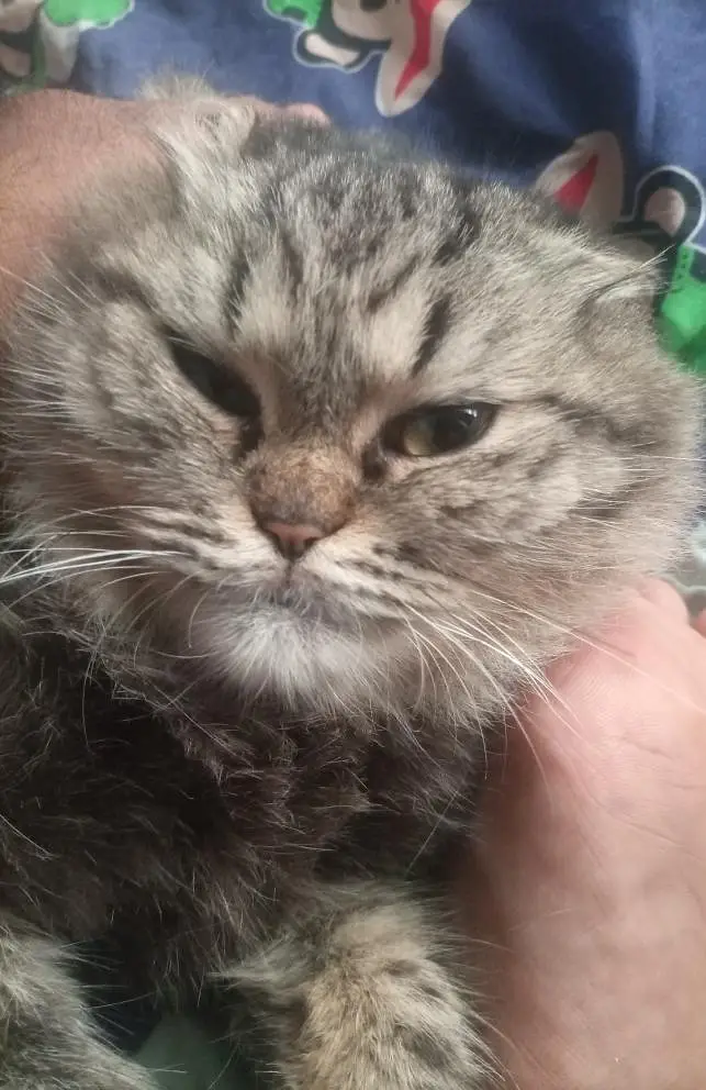 Persian Female cat for sale — photo 6