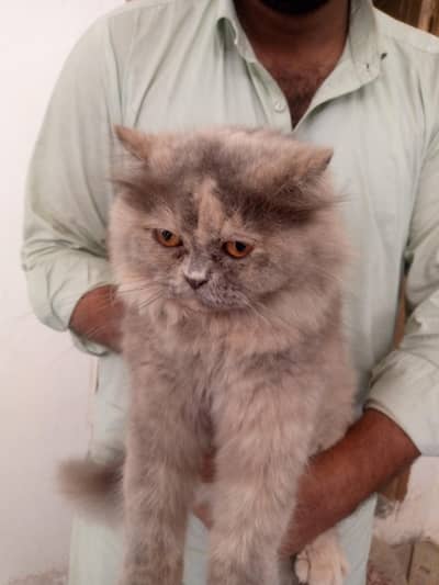 cute cat