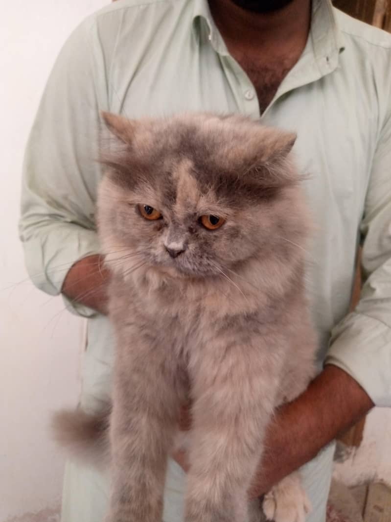 cute cat 0