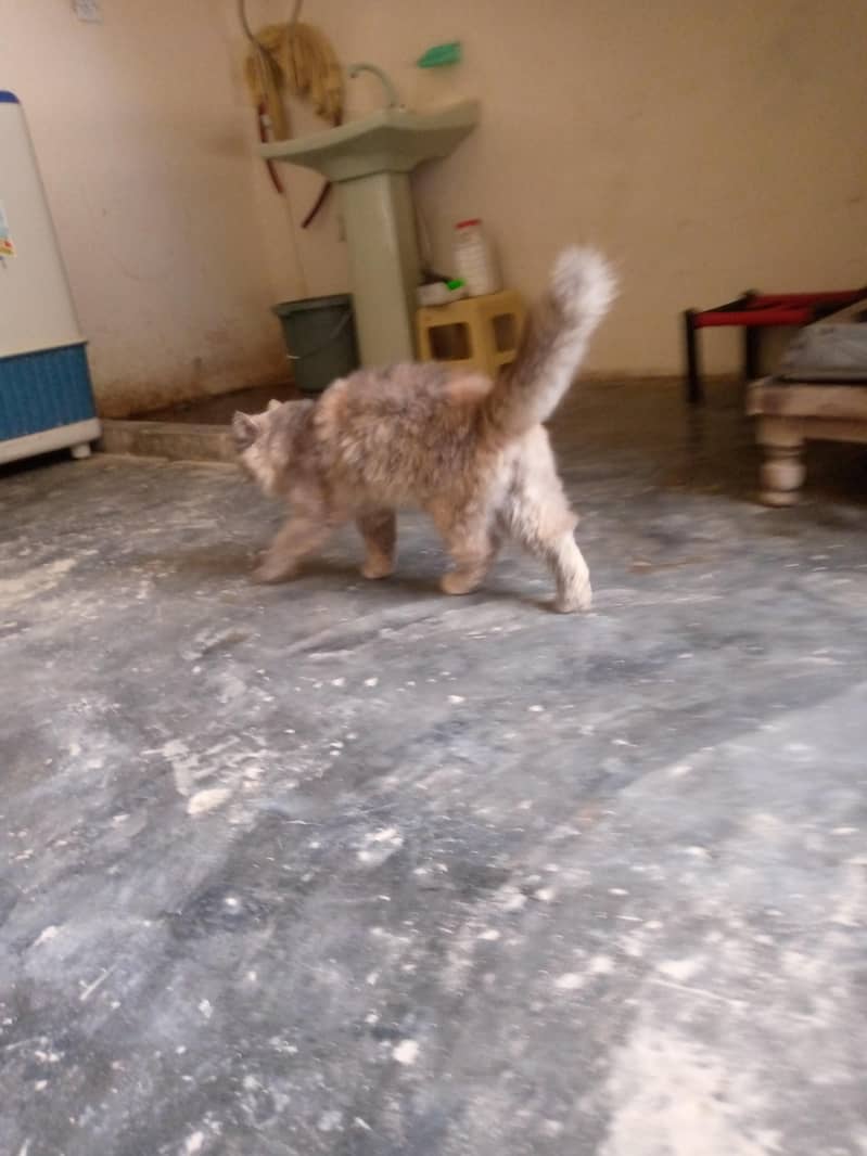 cute cat 1