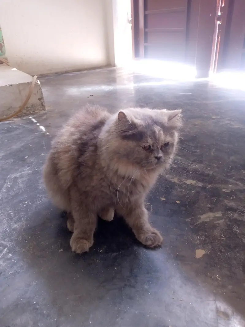 cute cat — photo 3