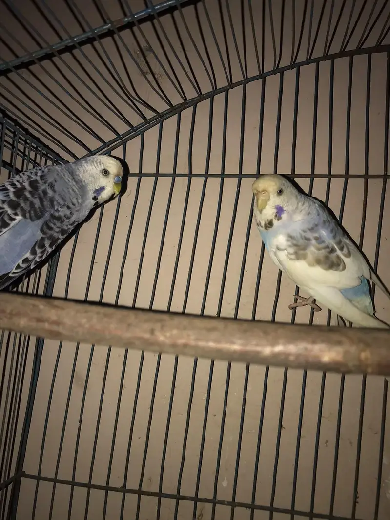 under exhibition pair — photo 2