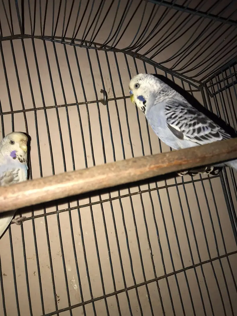 under exhibition pair — photo 4