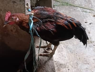 Olx golden misri hen karachi