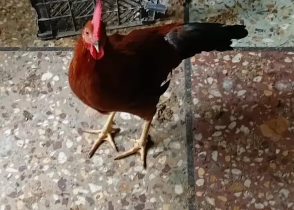 Olx golden misri hen karachi — photo 2