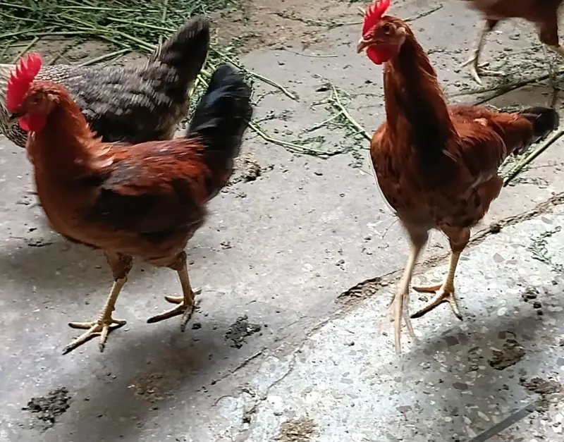 Olx golden misri hen karachi — photo 8
