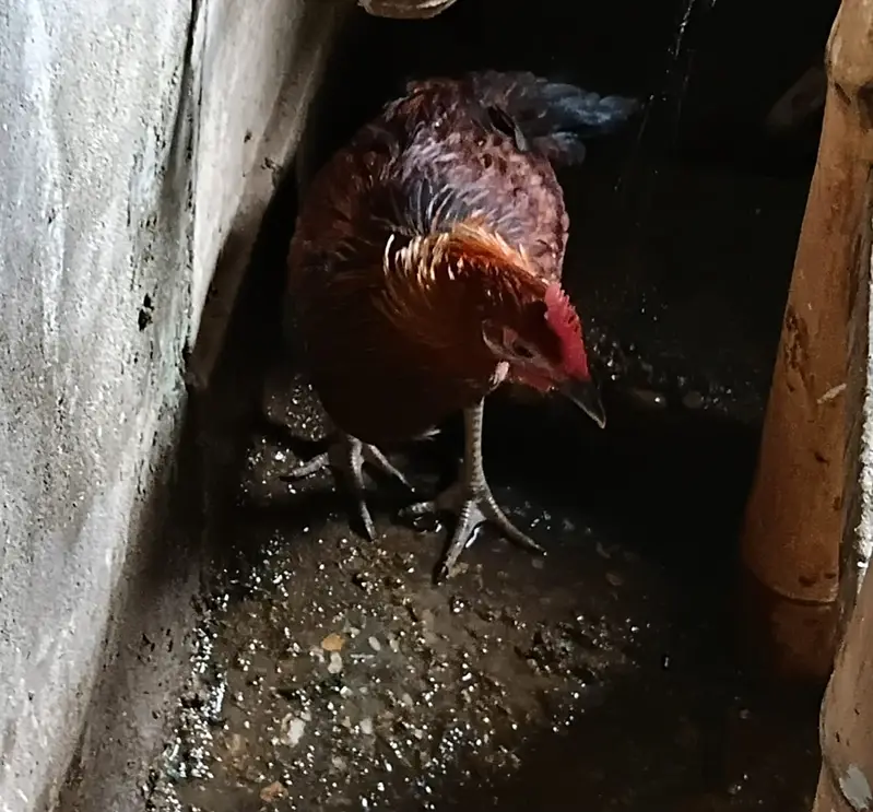 Olx golden misri hen karachi — photo 9