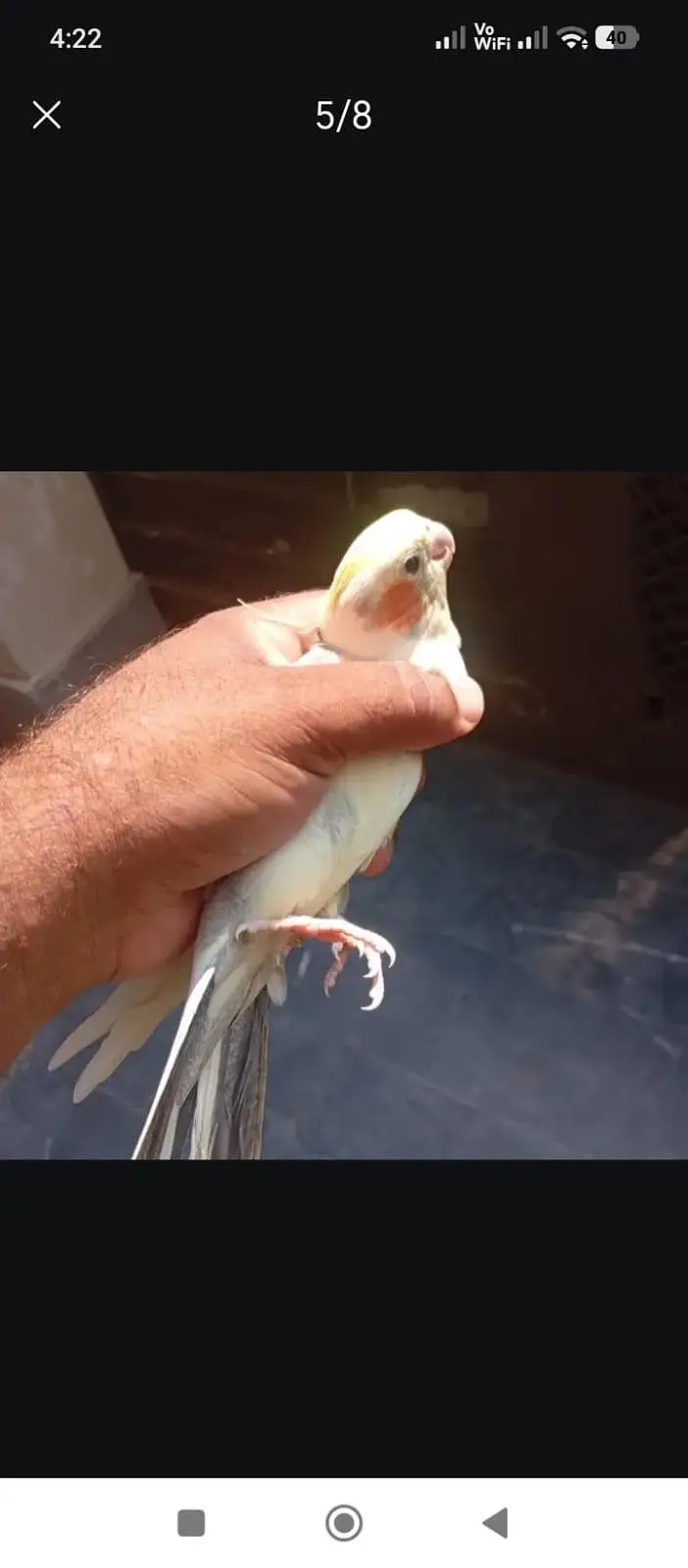 cocktil pair for sale jis ko chiye ho rabta karay fnf price  5000 — photo 8