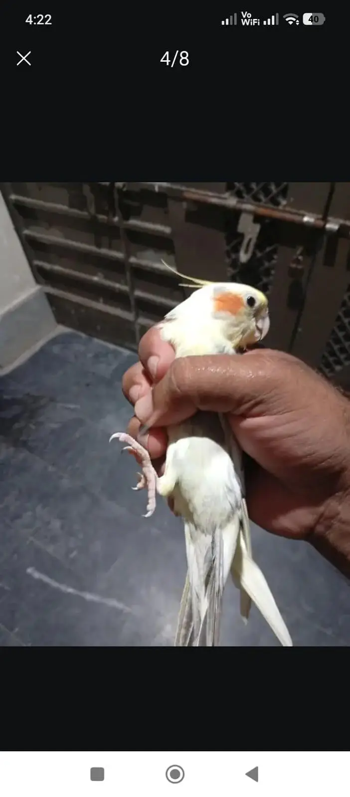 cocktil pair for sale jis ko chiye ho rabta karay fnf price  5000 — photo 10