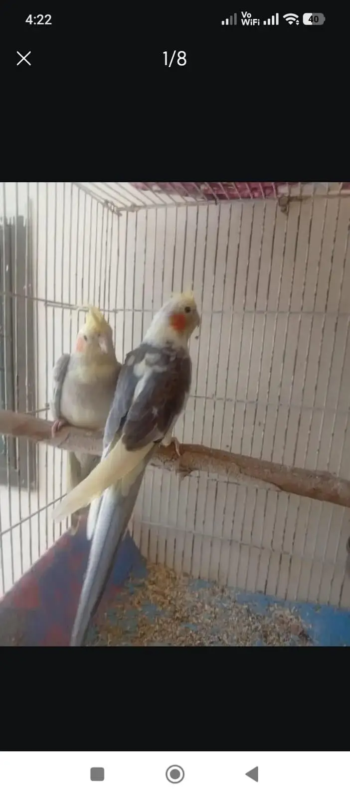 cocktil pair for sale jis ko chiye ho rabta karay fnf price  5000 — photo 11
