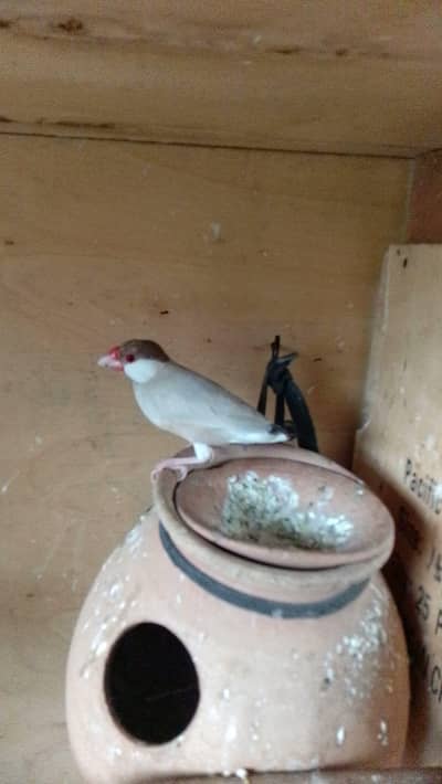 forn colour jawa 2 pair confirmed breeding pairs