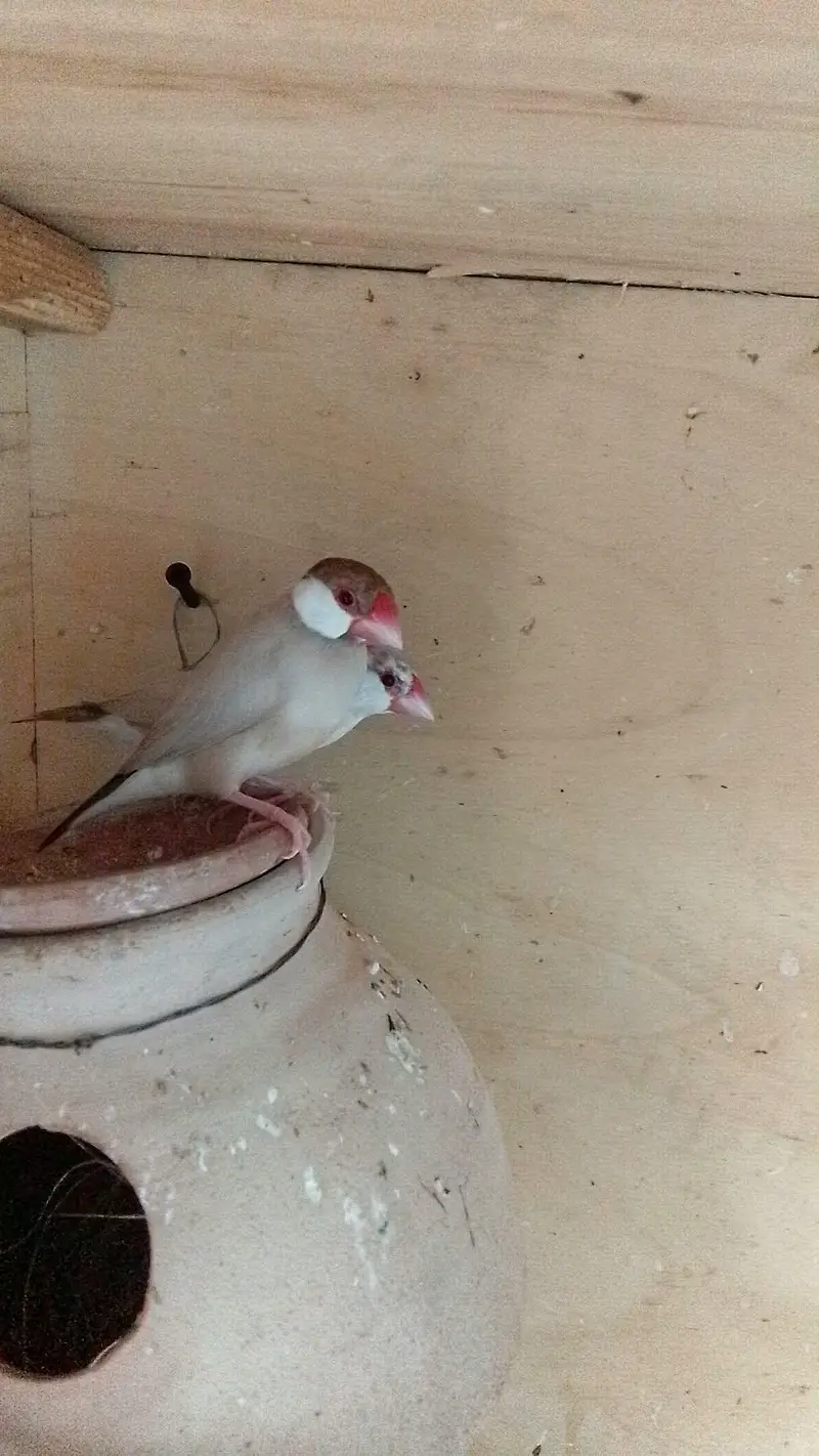 forn colour jawa 2 pair confirmed breeding pairs — photo 2