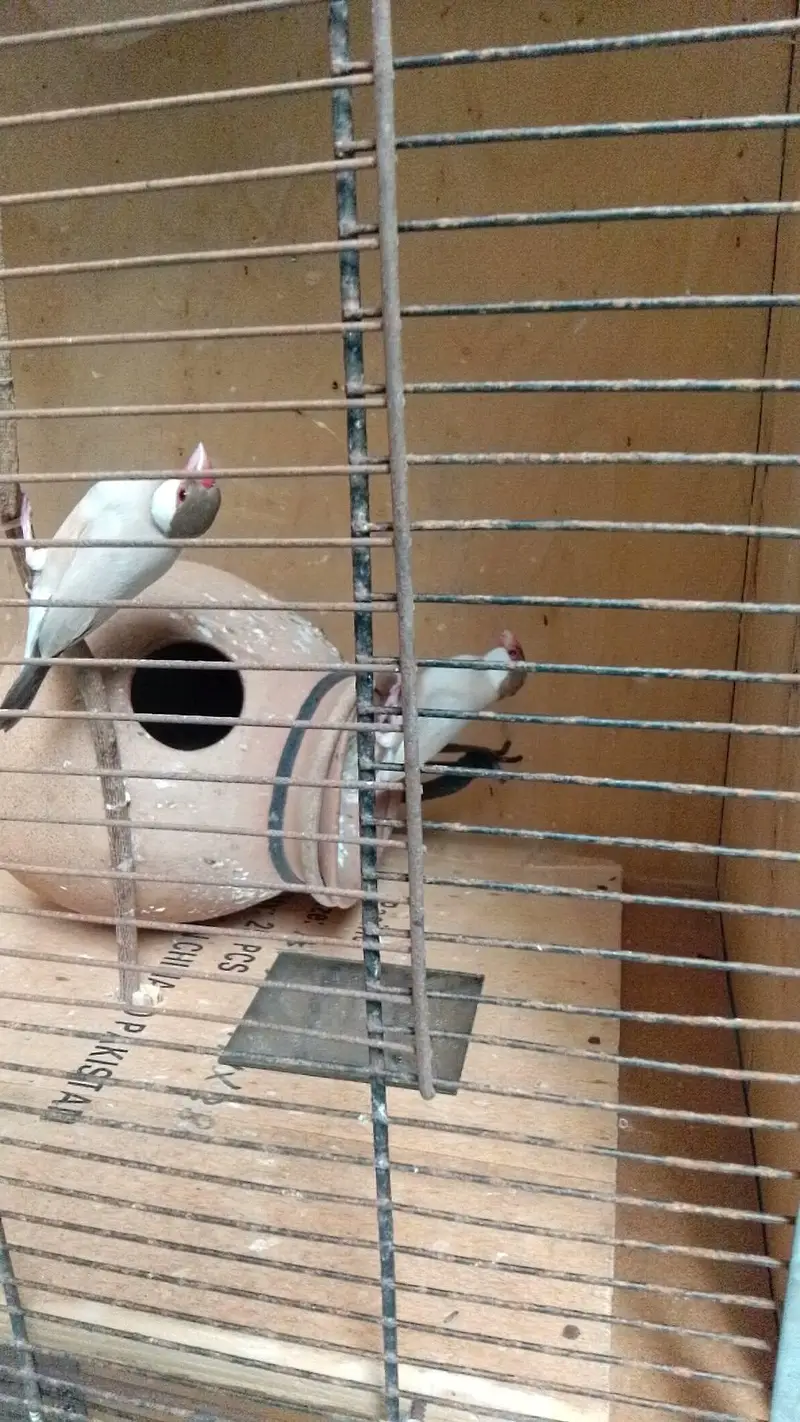 forn colour jawa 2 pair confirmed breeding pairs — photo 3