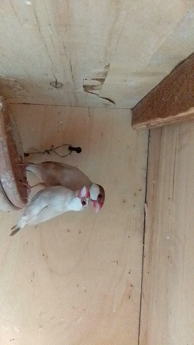 forn colour jawa 2 pair confirmed breeding pairs — photo 4