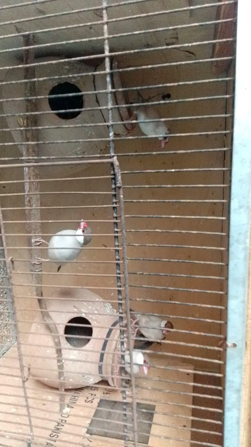 forn colour jawa 2 pair confirmed breeding pairs — photo 5