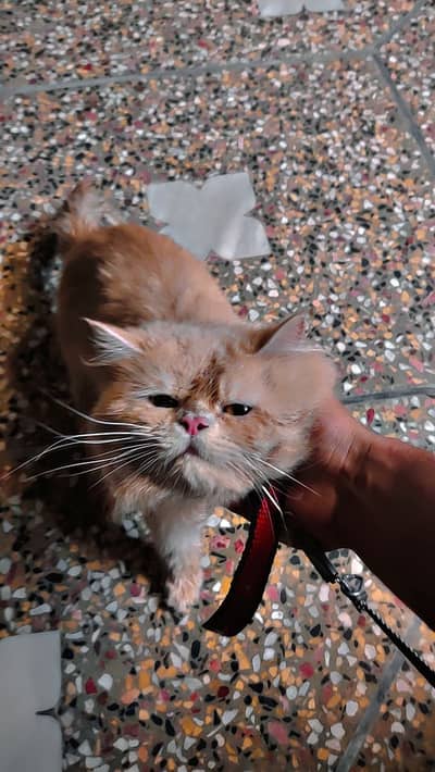 Persian Dol ( peke face )