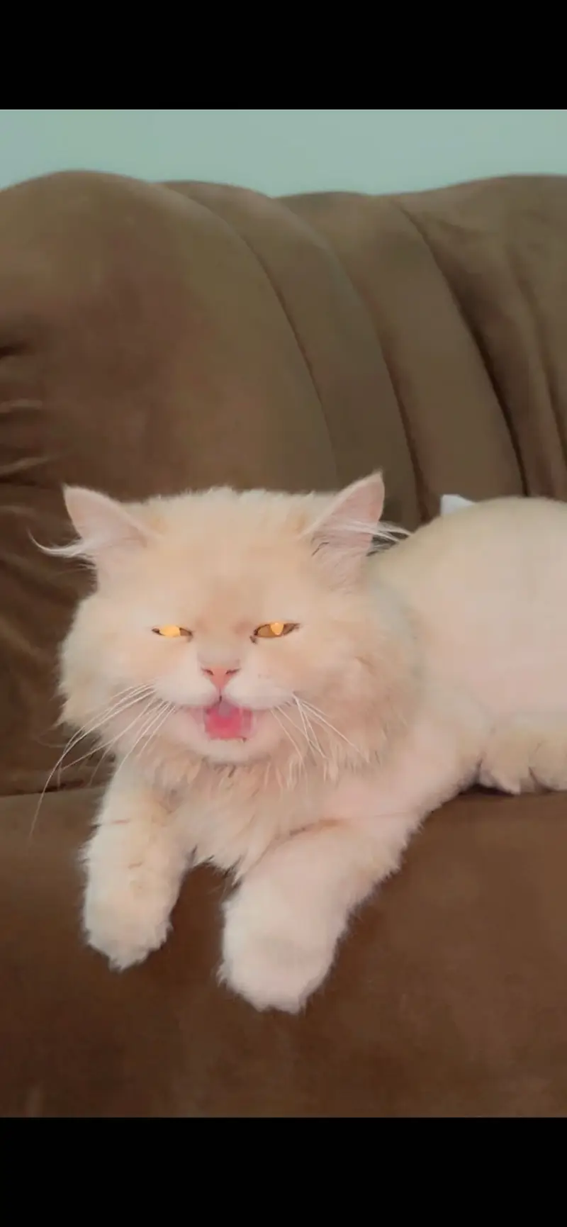 Persian Dol ( peke face ) — photo 2