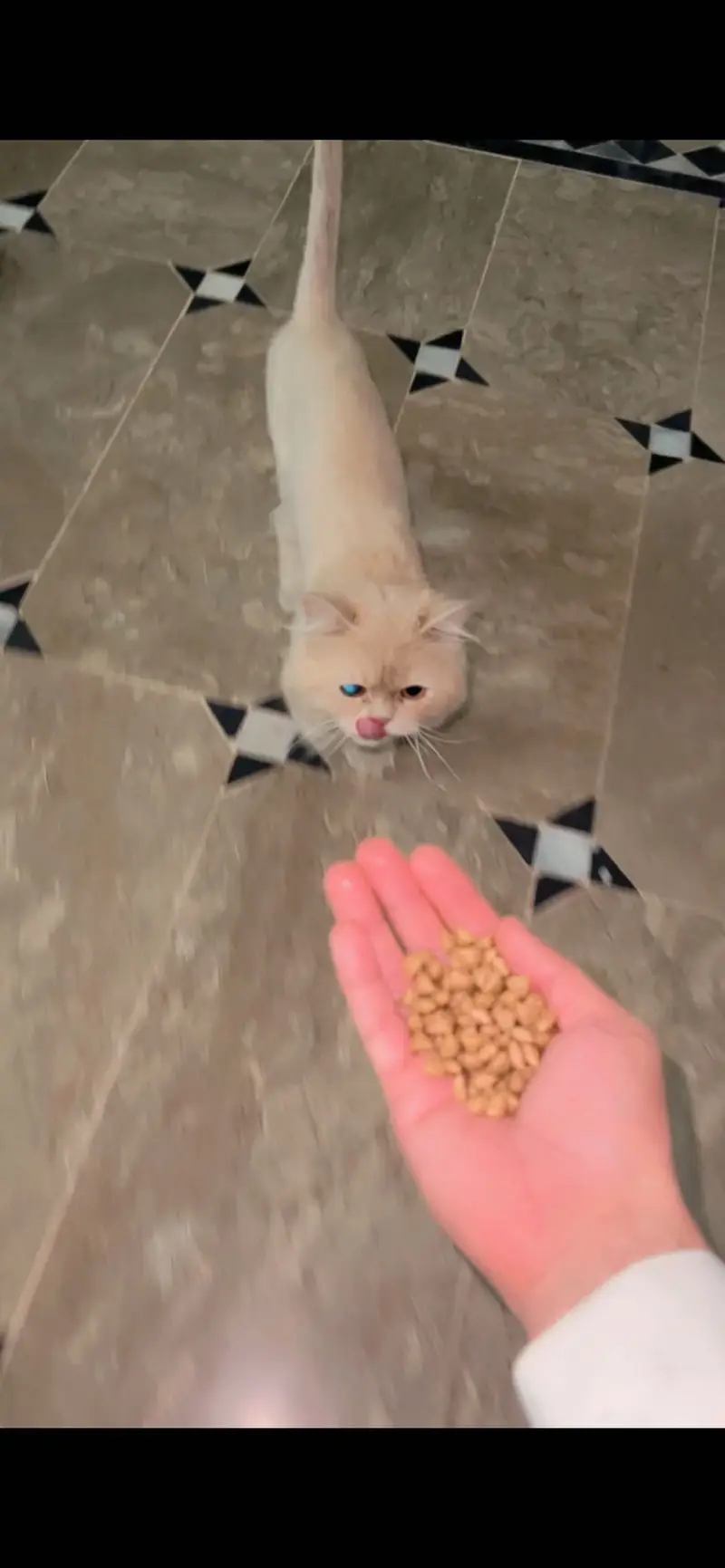 Persian Dol ( peke face ) — photo 3