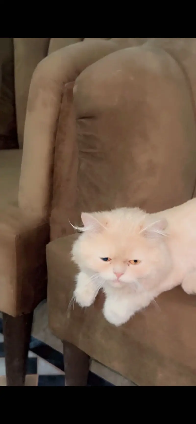 Persian Dol ( peke face ) — photo 4