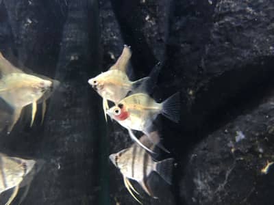 3 angel fishes small sized
