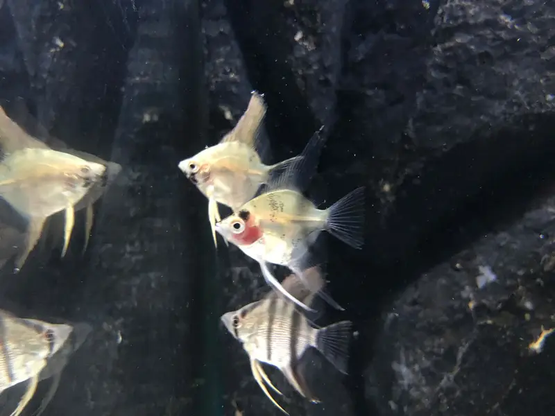 3 angel fishes small sized