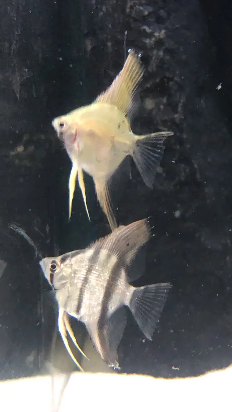 3 angel fishes small sized — photo 2