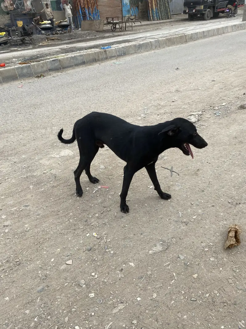 Fit bul dog all ok — photo 2