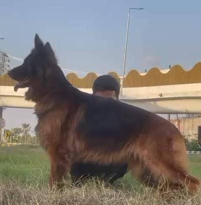 Gsd female pedigree