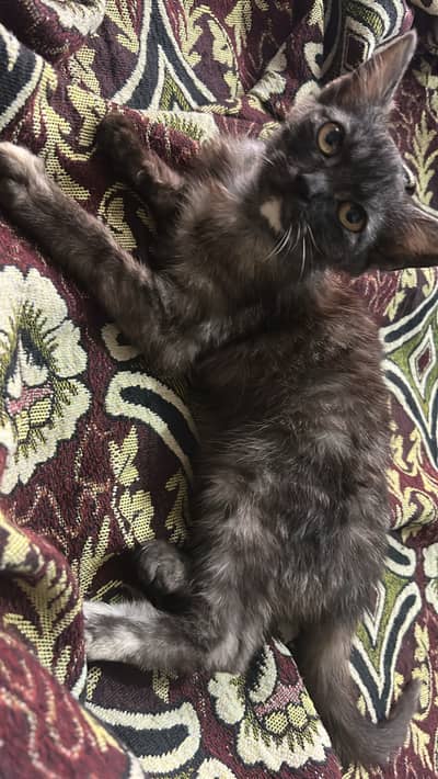 Persian Triple coat Ginger