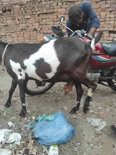doghli gabban Bakri