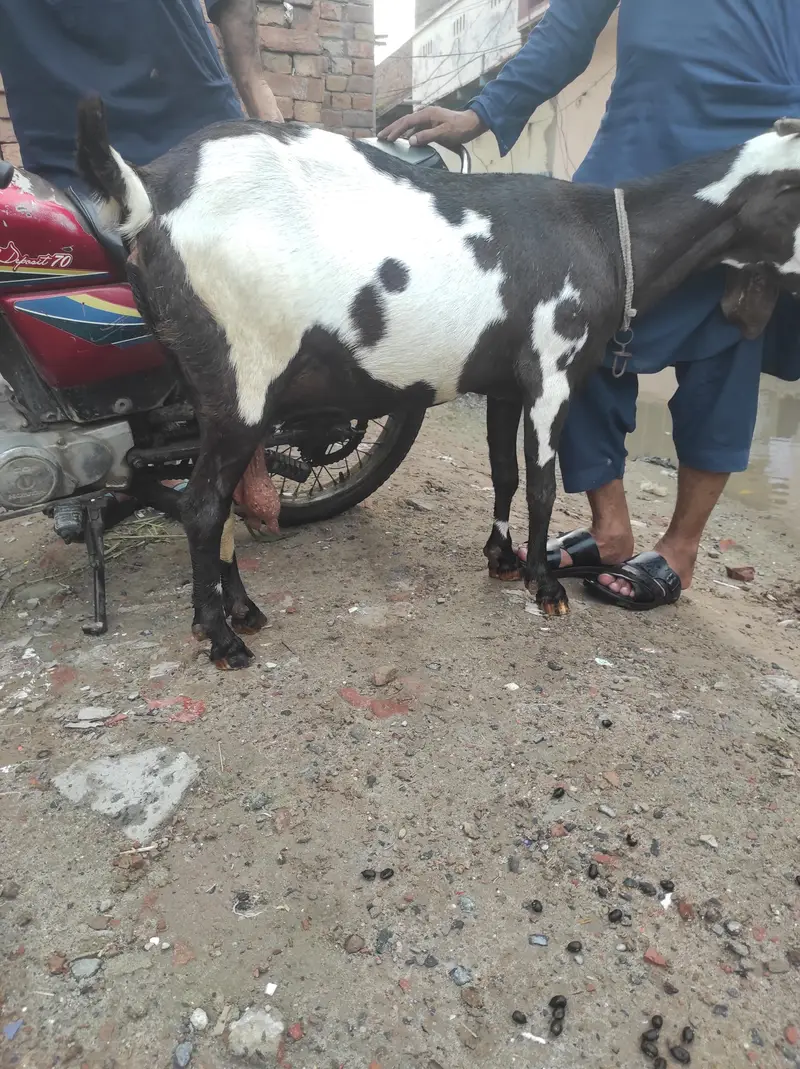 doghli gabban Bakri — photo 2