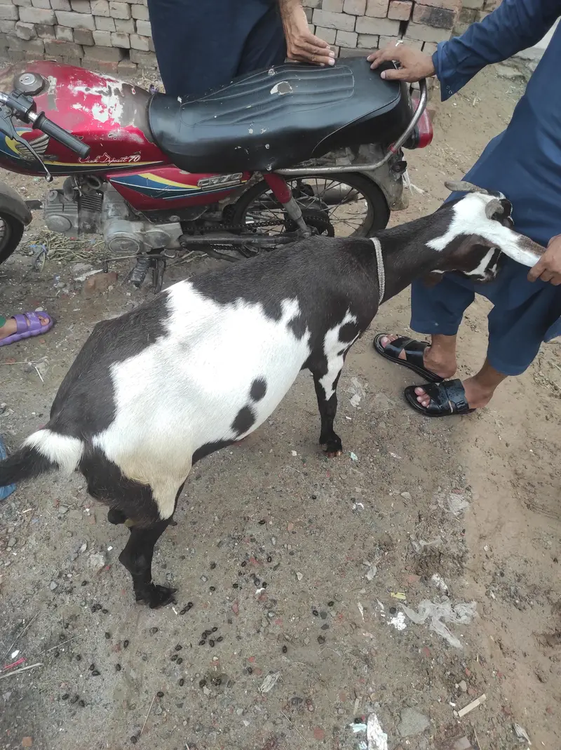 doghli gabban Bakri — photo 3